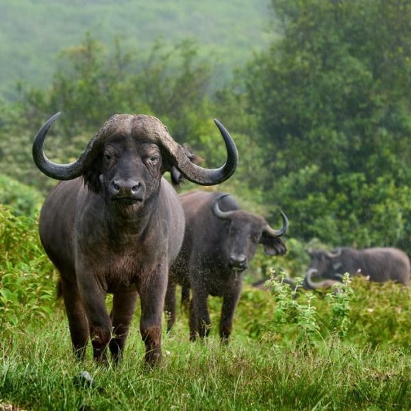 Arusha National Park Tanzania buffaloes