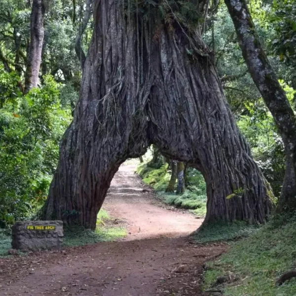 Arusha National Park Tree