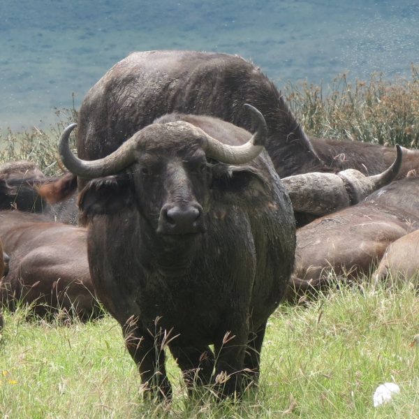Arusha np buffalos