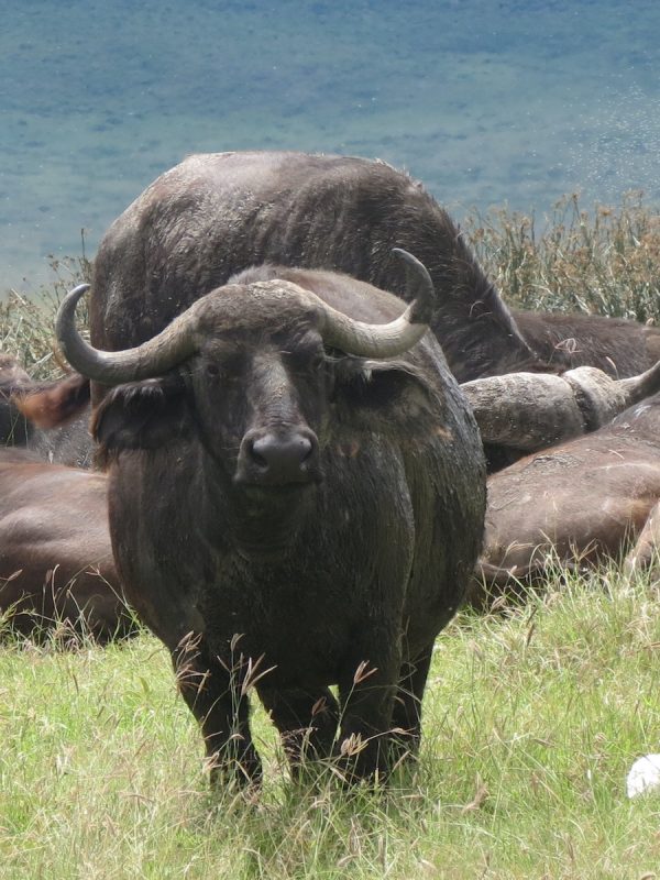 Arusha np buffalos