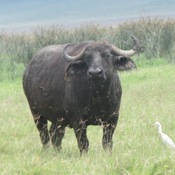 Cape Buffalos ngorongoro crater
