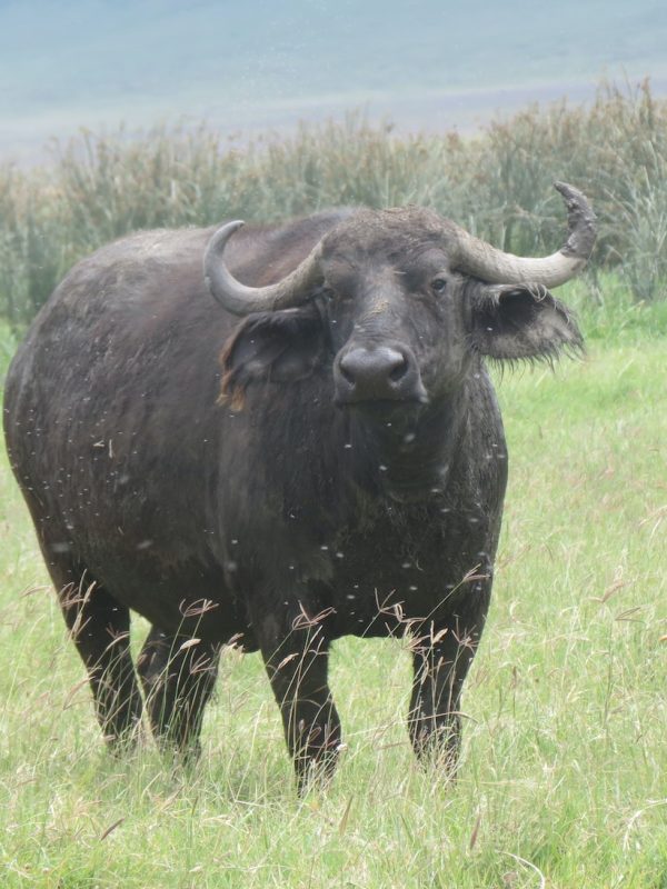 Cape Buffalos ngorongoro crater