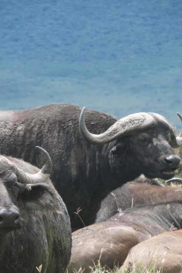 Crater Buffalos
