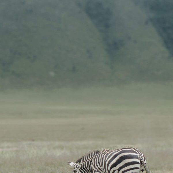 Crater Zebra