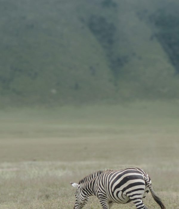 Crater Zebra