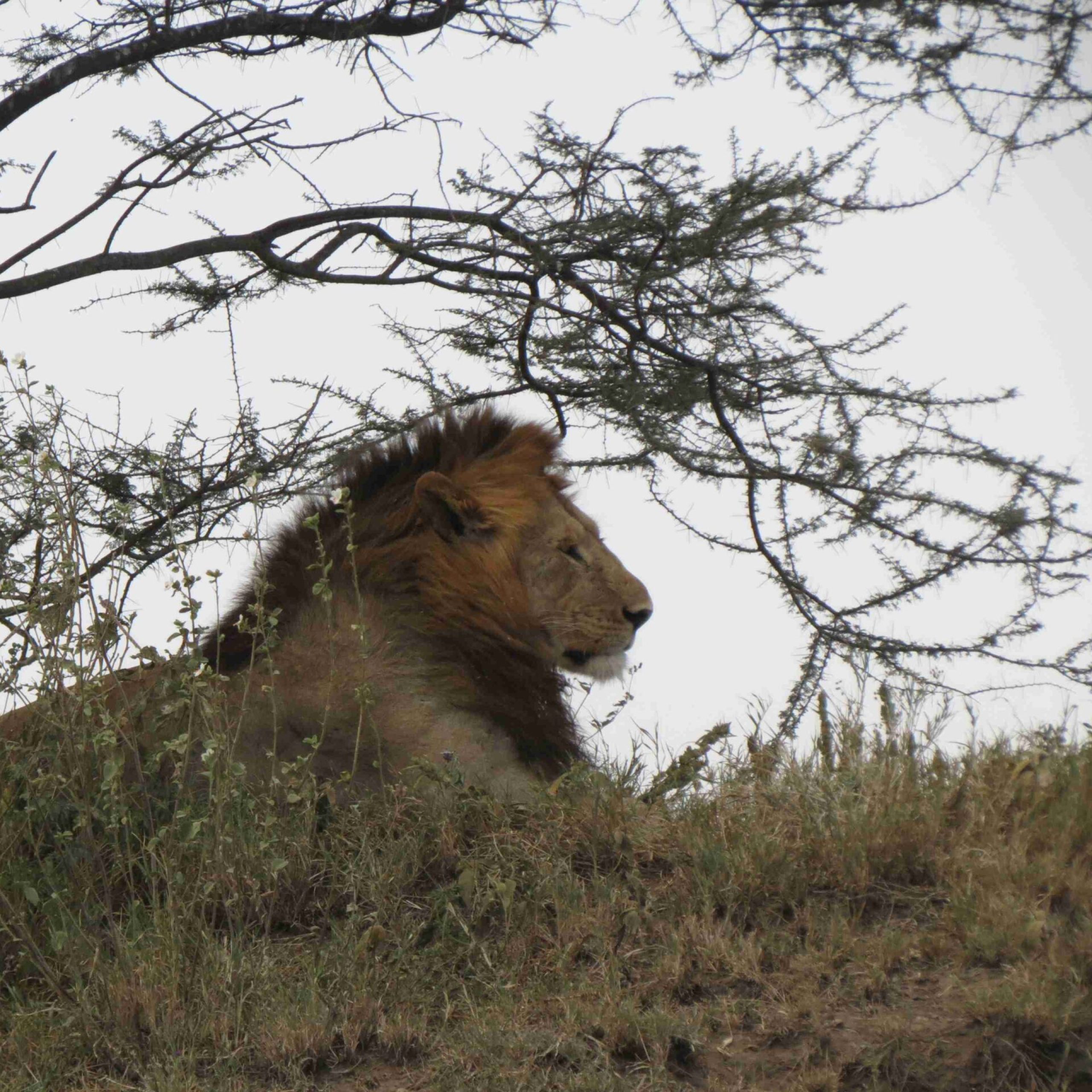 sleepy lion