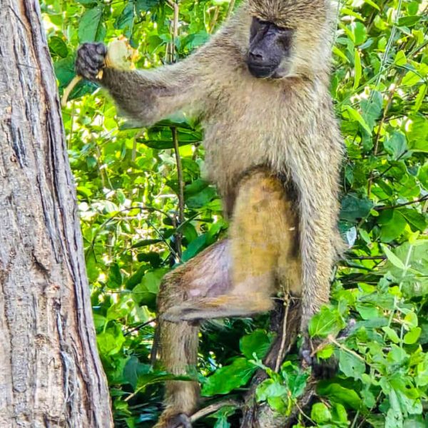 Lake Manyara National Park