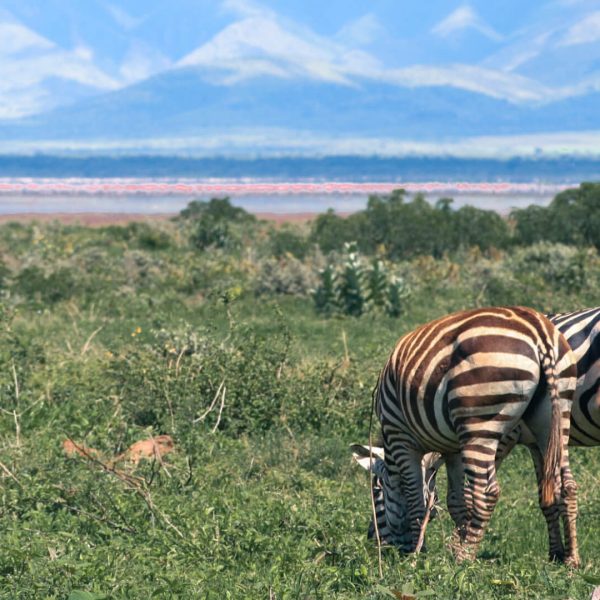 Lake Manyara National Park