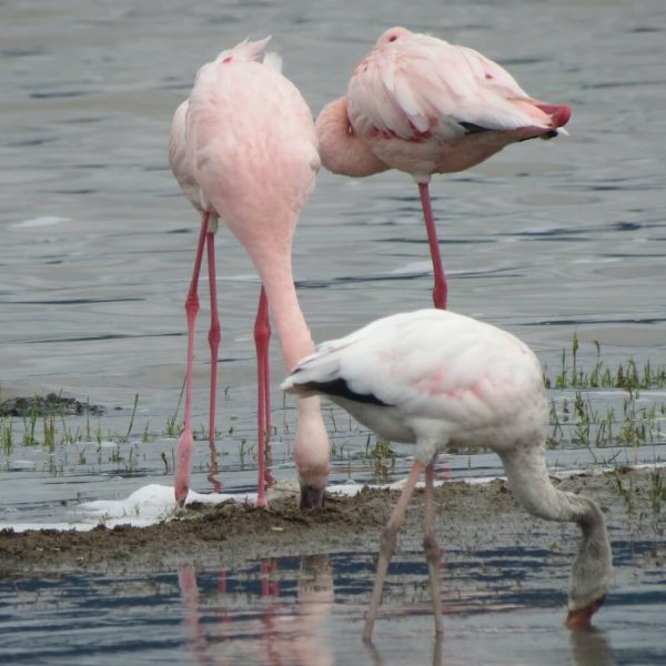 Lake Natron