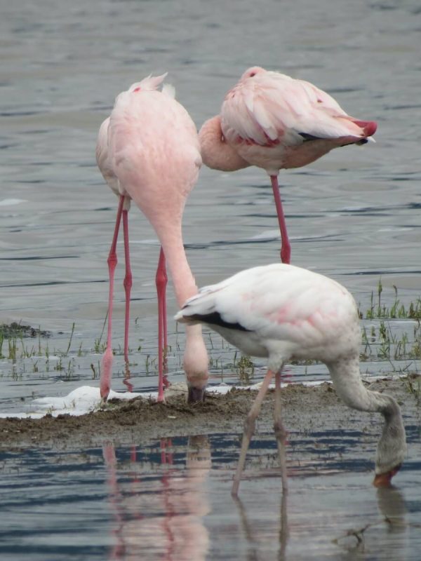 Lake Natron