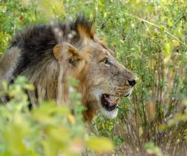 Lion-Hunts-at-Mikumi-National-Park