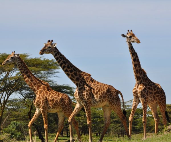 Mikumi National Park girrafes