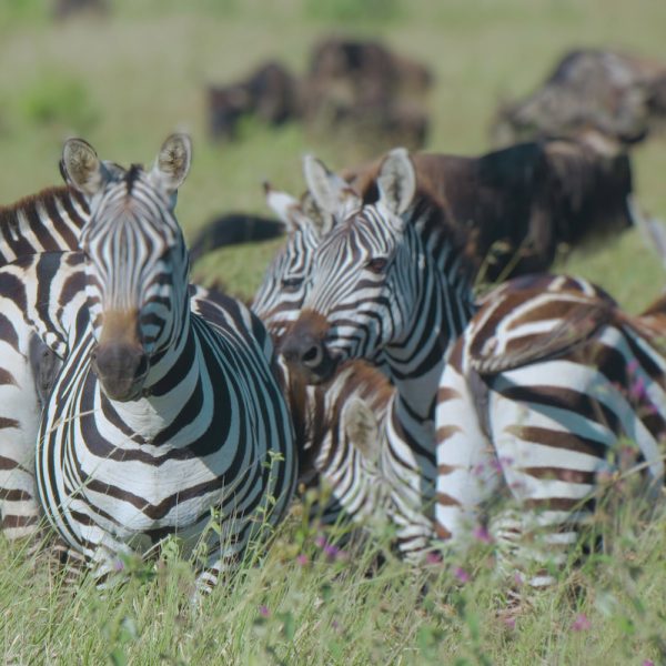 Ngorngoro Conservation Area