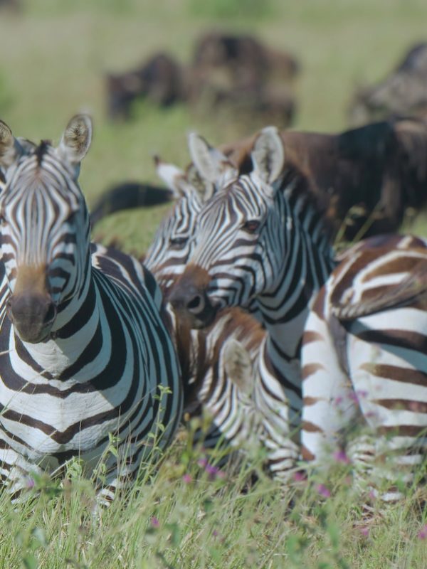 Ngorngoro Conservation Area