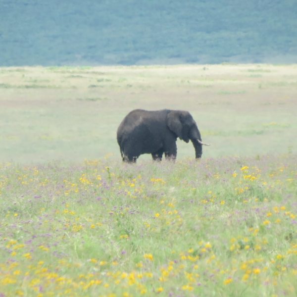 Ngorongoro