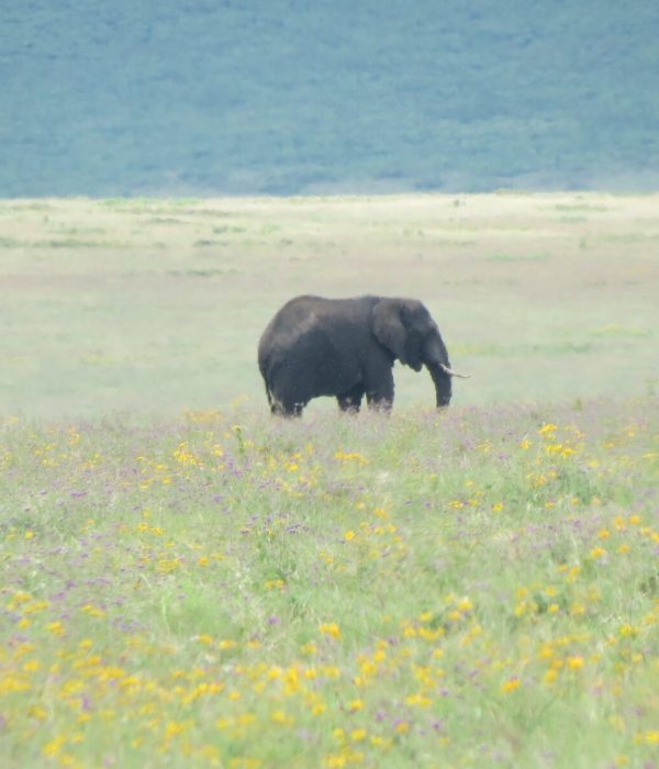 Ngorongoro