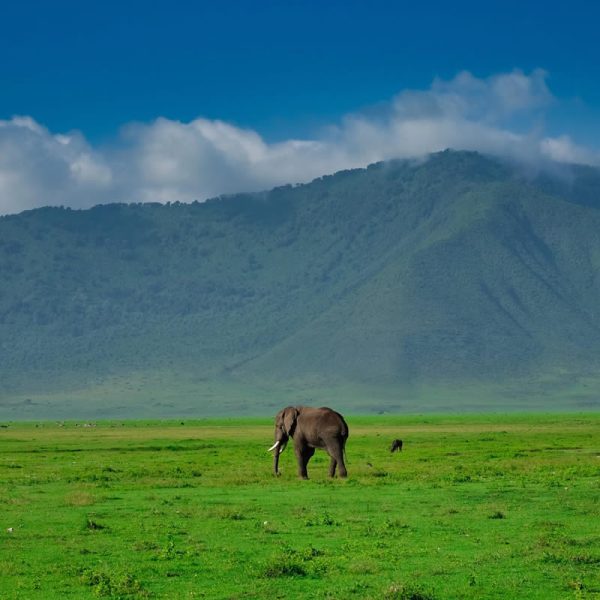 Ngorongoro Crater