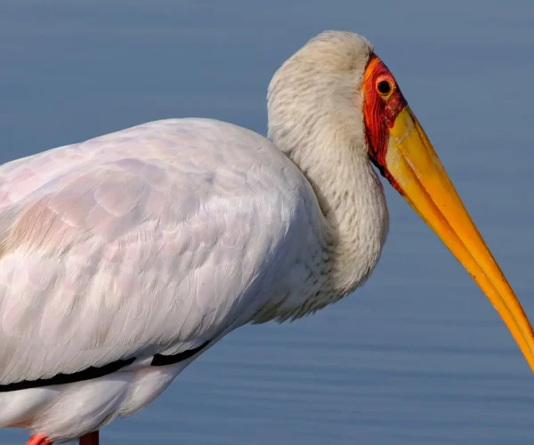 Nyerere National Park