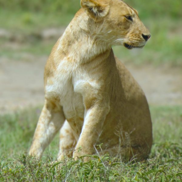 Ruaha National Park