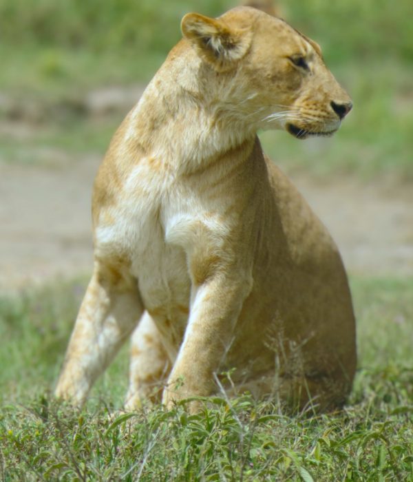 Ruaha National Park