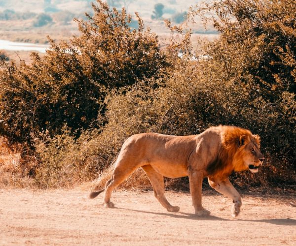 Selous National Park