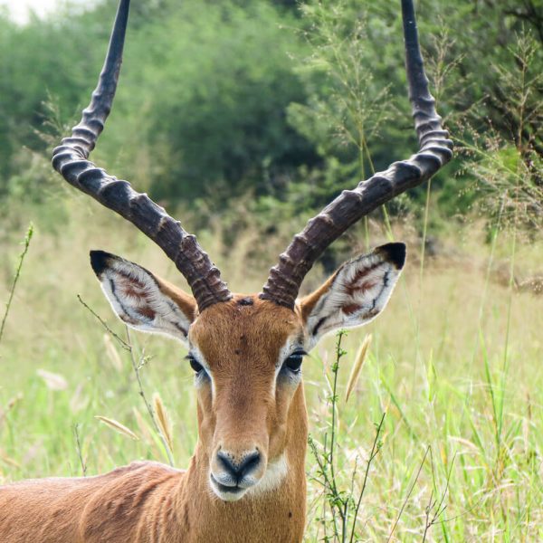 Selous national Park (1)