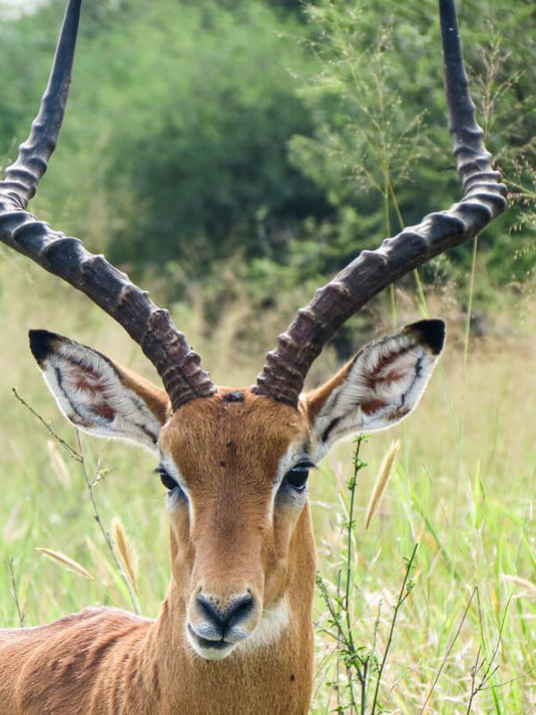 Selous national Park (1)
