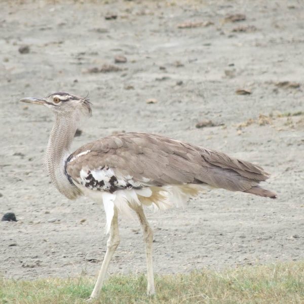 Serengeti Birding