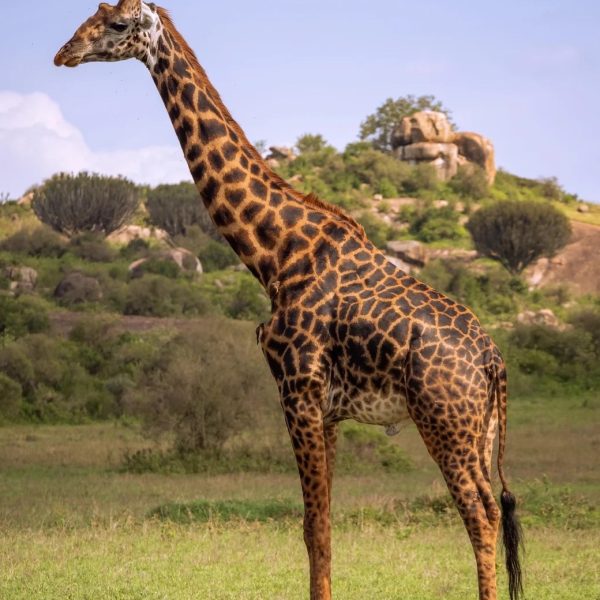 Serengeti girrafe