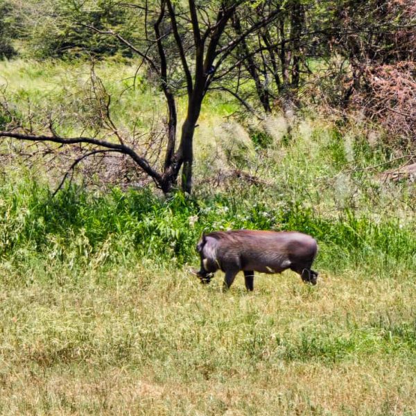 Serengeti national Park