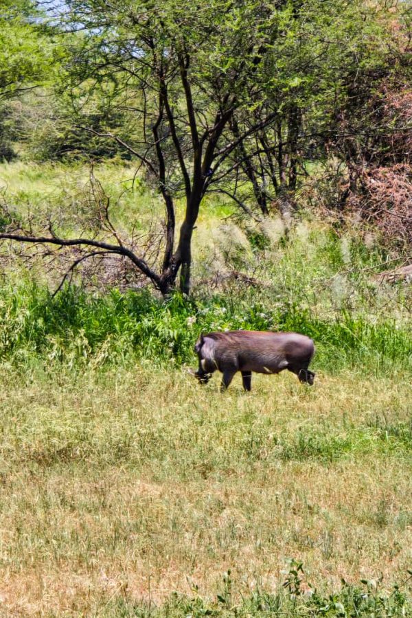Serengeti national Park