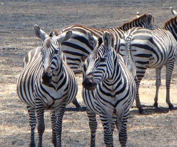 Tanzania mikumi national park