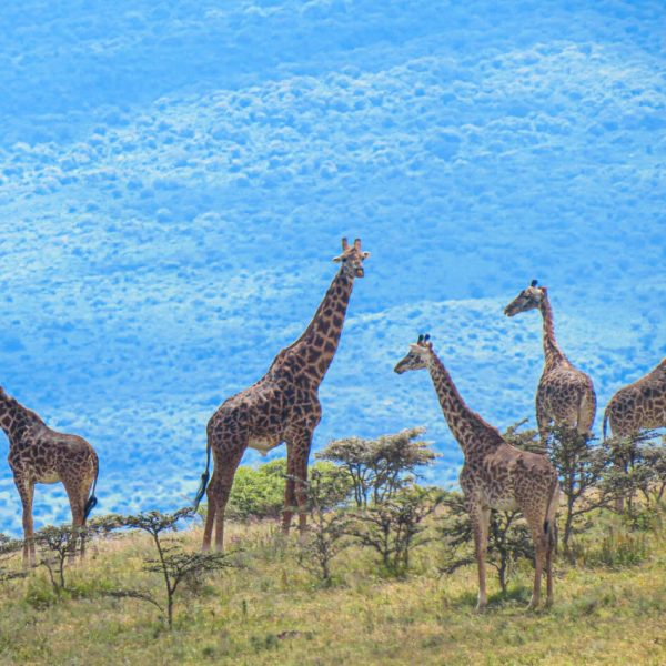 Tarangire National Park