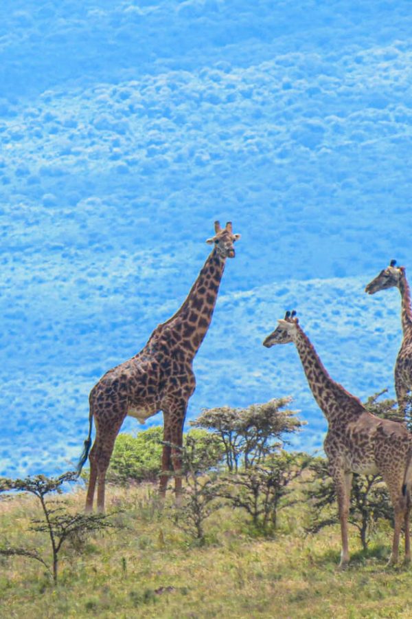 Tarangire National Park