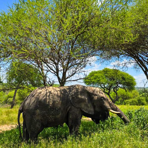 Tarangire Safari Experience