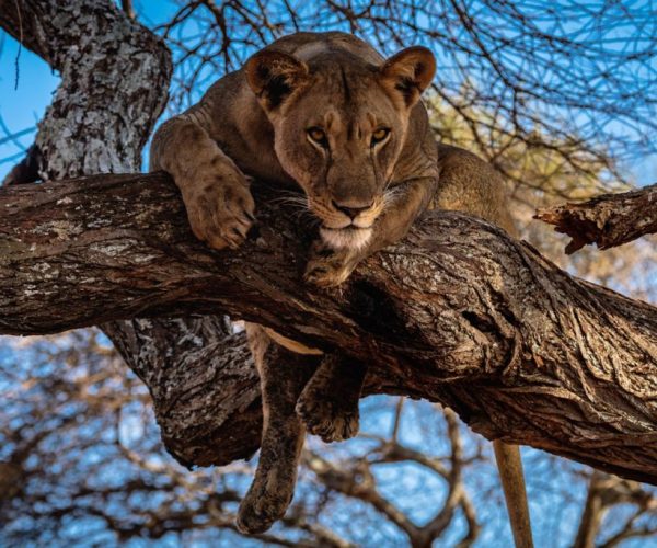 Tarangire lion on tree
