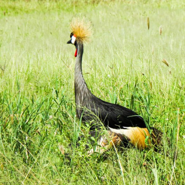 Tarangire national park (1)