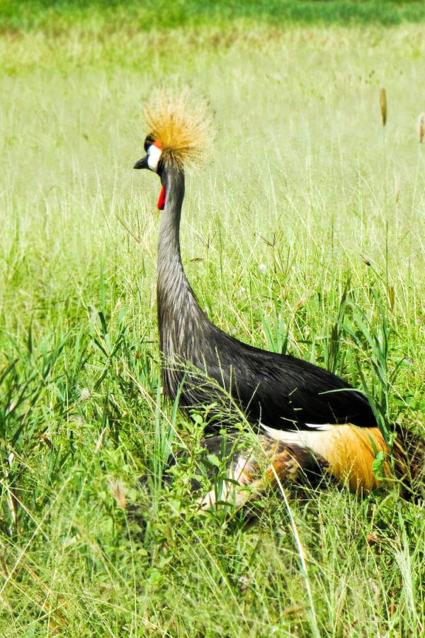 Tarangire national park (1)