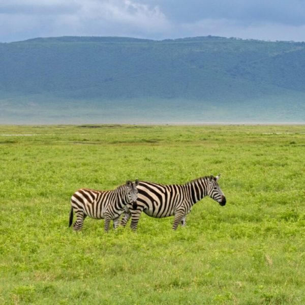 xr:d:DAF2wEyPEsg:4,j:297649620708479133,t:23121208