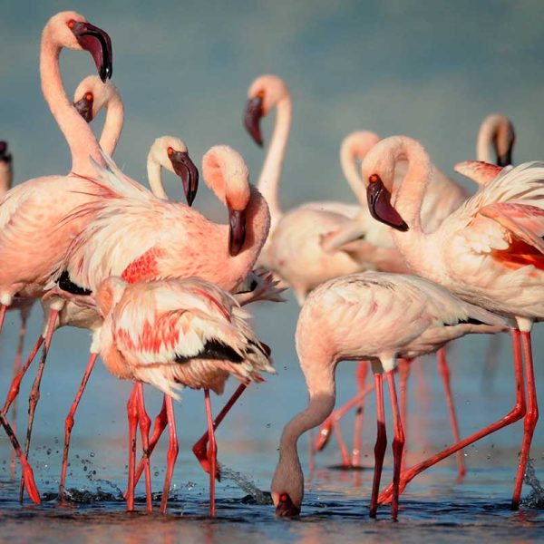 flamingo natron lake