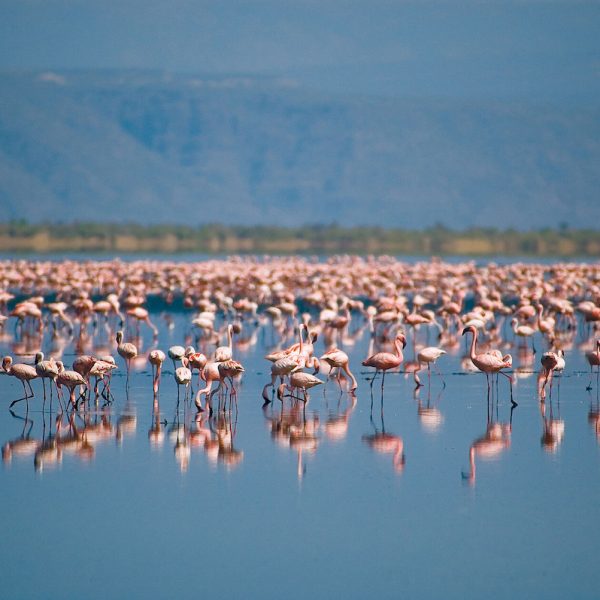 flamingo natron