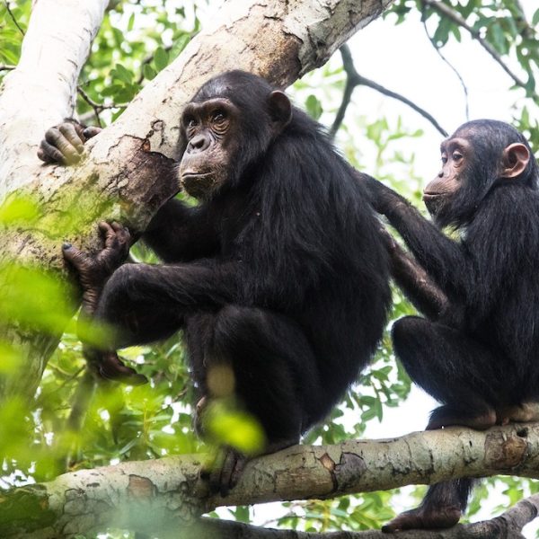 gombe chimps