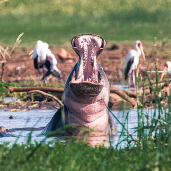 hippo in lake manyara