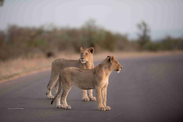 Two lions walking on the road with a blurred background