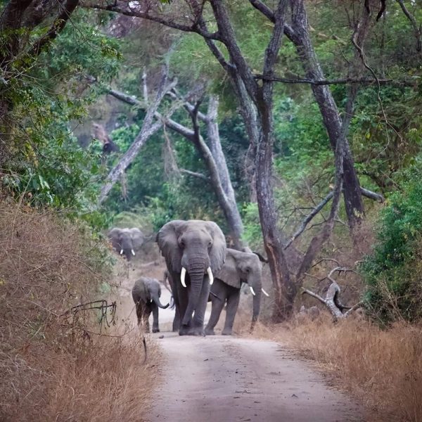 manyara elephants