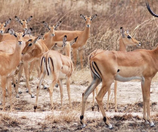mikumi national park antelope
