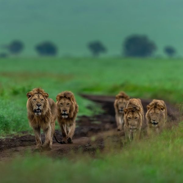 ngorongoro big lions