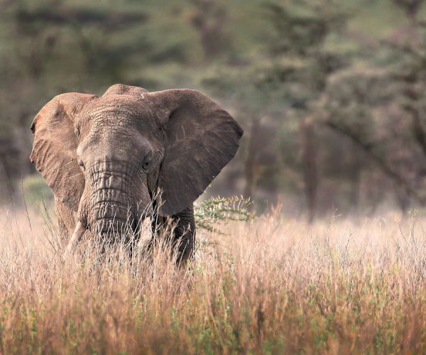 nyerere national park