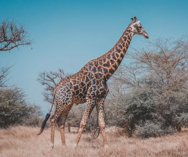 nyerere national park safari