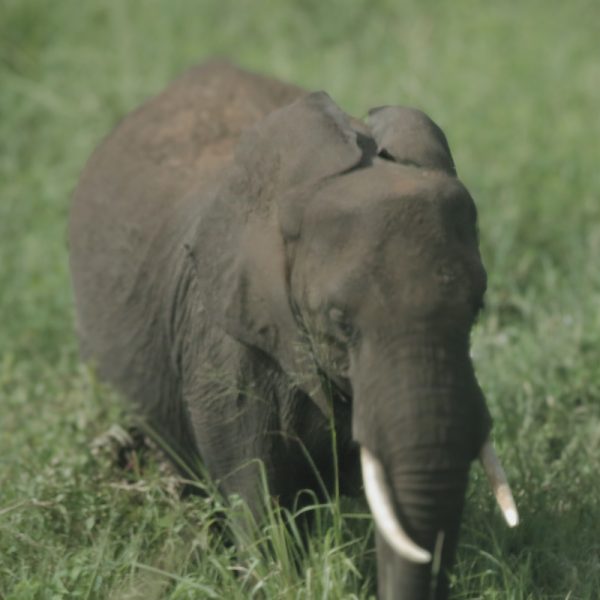 selous national parek